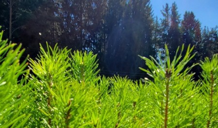 В Поморье в этом году лесовосстановление охватит более 70 тысяч гектаров