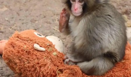 Маленькой макаке Панчу маму заменила мягкая игрушка. Почему детеныша бросила настоящая мать — говорит биолог