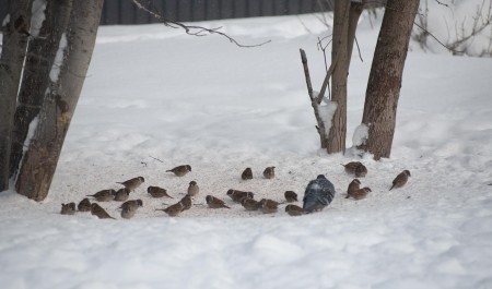 В Архангельске исчезли воробьи? Так ли это на самом деле и почему расходится слух