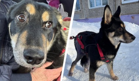 Сбили и оставили замерзать на трассе: в Архангельской области спасли собаку с переломом