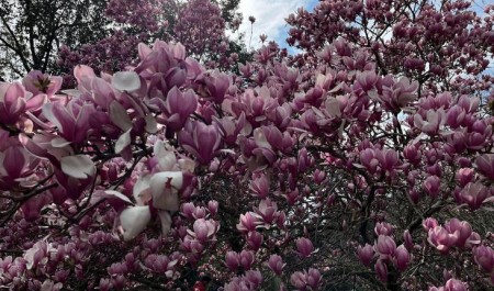 Цветущие магнолии запах помоек перебить не в силах? Стоит ли туристам из Архангельской области ехать в Сочи