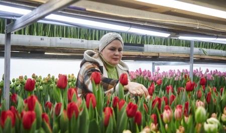 «Мужчины берут пачками, женщины выбирают по штучке»: как вдова превратила гараж погибшего мужа в тюльпановую ферму