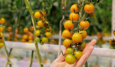 Учитывайте вегетационный период. Когда и как правильно сеять томаты на рассаду — советы агронома