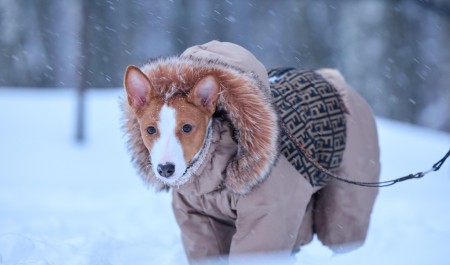 Огромные штрафы в миллион рублей предлагают ввести в России, чтобы собаки и кошки были под защитой