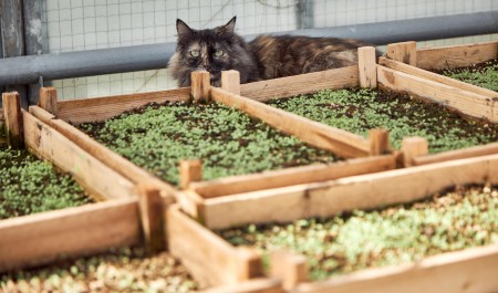 Пора сеять: какую рассаду сажают в марте — список и сроки