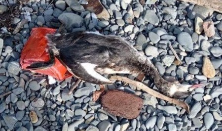 Берег мертвых птиц и дельфинов: на юге России бьют тревогу из-за состояния пляжей