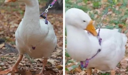 «Зарядиться положительными эмоциями»: архангелогородцам предлагают погулять с гусем за деньги