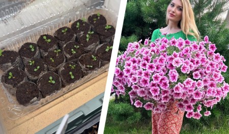 Режьте, не жалея! Как вырастить шикарные кусты петуний — советы от преподавателя садоводства Режьте, не жалея! Как вырастить шикарные кусты петуний — советы от преподавателя садоводства