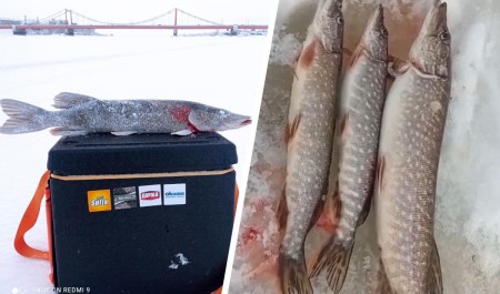 Бесплатная рыба в центре города: смотрите на улов жителя Архангельска