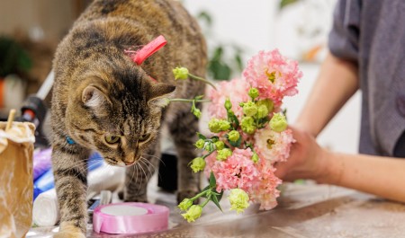 «Задние лапы отказывают»: ветеринар предупредил о самых опасных цветах для кошек