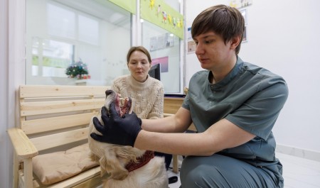 «Проблему часто замечают слишком поздно»: ветеринар-стоматолог рассказал, зачем чистить зубы и ставить брекеты животным