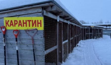 Скандальный госприют под Архангельском проверяют по статье о жестокости