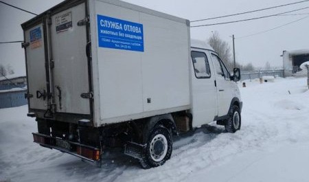 В госучреждении Архангельска издевались над брошенными животными