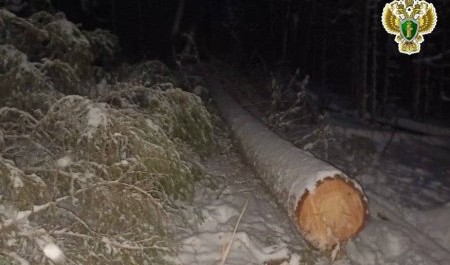 Валка леса в Устьянском округе обернулось трагедией