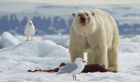Архангельская область прирастает… Новой Землей