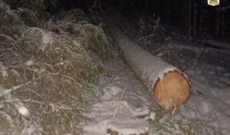 Лесоруб из Архангельской области получил приговор за гибель человека на делянке