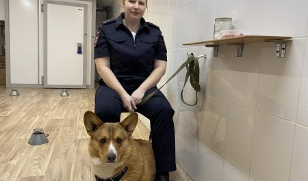 Получает премию колбасой. Как корги-полицейский помогает раскрывать преступления