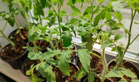 Сеем томаты: когда дачникам Архангельской области сажать помидоры на рассаду и чем подкармливать