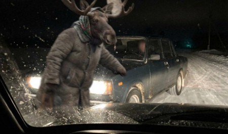 Суд заставил водителя заплатить за лосиху-рецидивистку. Анекдотичная история, актуальная и для Архангельска