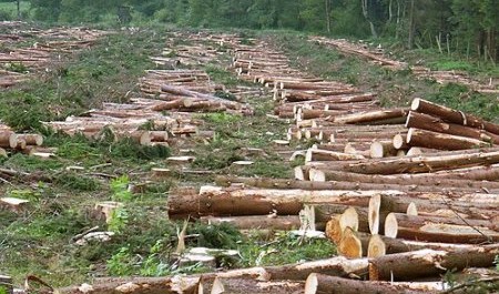 Сотрудник лесничества в Поморье потворствовал незаконной рубке леса