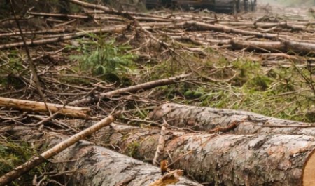 В Поморье чиновник лесничества оказался под следствием после незаконной вырубки