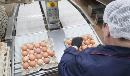 Котласская птицефабрика наращивает производство