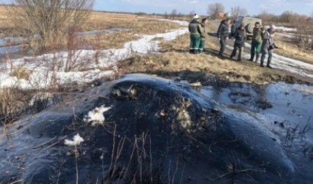 Нефтяное пятно у архангельской деревни стало поводом для прокурорской проверки