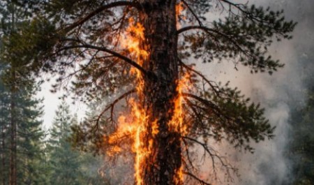 Раннее потепление ускоряет старт пожароопасного периода в Архангельской области