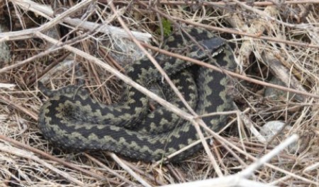 Гадюки вышли из спячки раньше обычного в Архангельской области