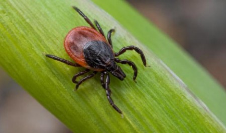 Сезон клещей в Архангельской области стартовал с резкого всплеска обращений