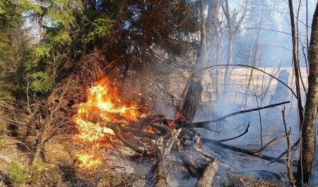 Основной причиной возгораний в лесах остается человеческий фактор