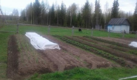 В Архангельской области зафиксировали выходы медведей к населенным пунктам