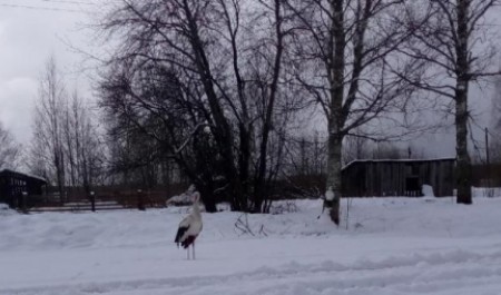 В Архангельской области заметили аиста