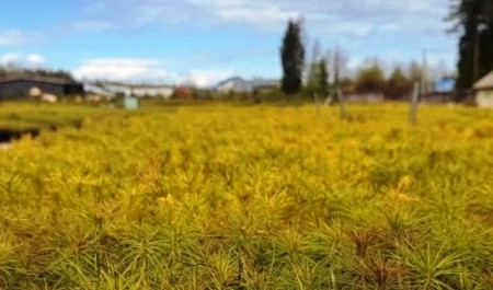 В вельском питомнике ЕЛЦ стартовал новый сезон выращивания сеянцев