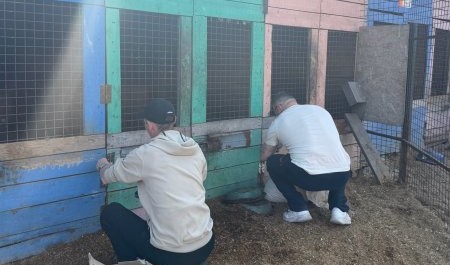 Осужденные из Северодвинска оказали помощь собачьему приюту