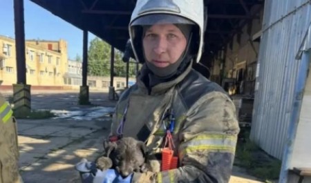 При тушении крупного пожара в Архангельске спасатели нашли щенка