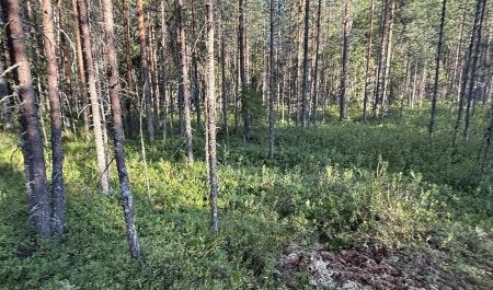 В Архангельской области раскрыто убийство на болоте