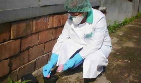 Крыс в центре Архангельска решили взять в кольцо дератизацией