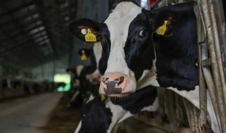 В Архангельской области молочная продуктивность коров выросла на 3%