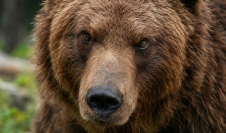 На кладбище в Архангельске объявился медведь и начал раскапывать свежие могилы На кладбище в Архангельске объявился медведь и начал раскапывать свежие могилы