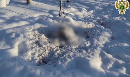 В Виноградовском округе зимой застрелили безвинного лося