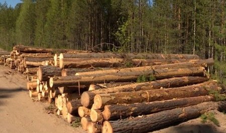 Хотите как в Пинежье? Дареный лес три года гниет на площадке "Титана"