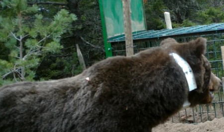 В "Онежском Поморье" ученые "охомутали" медведя