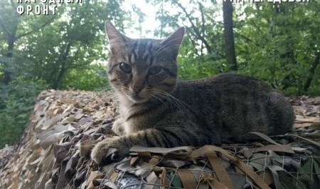 Его зовут Степа. Уличный котенок поднимает боевой дух бойцов из Поморья